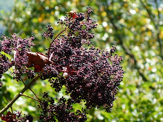 {Aralia spinosa}